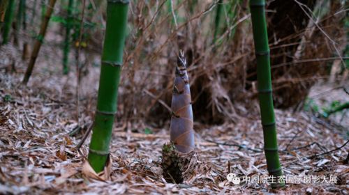 吧唧 贵州有一片可以吃的绿色海洋